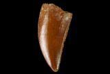 Serrated, Raptor Tooth - Real Dinosaur Tooth #160007-1